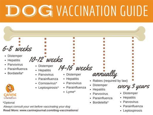 Shih Tzu Vaccination Schedule Goldenacresdogs Com