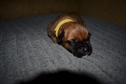 Litter Of 9 Bullmastiff Puppies For Sale In Tuscaloosa Al Adn