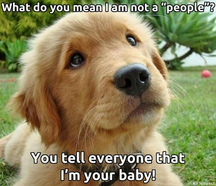 Facebook Via Dog Bless You Dogs Golden Retriever I Love Dogs Basset Hound Dog