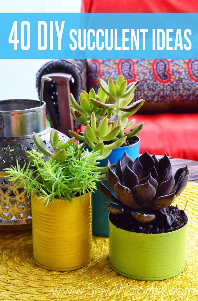 sew woodsy Succulent Gifts, Succulent Gardening, Cacti And Succulents, Planting Succulents, Container Gardening, Planting Flowers, Succulent Ideas, Diy Garden, Garden Plants