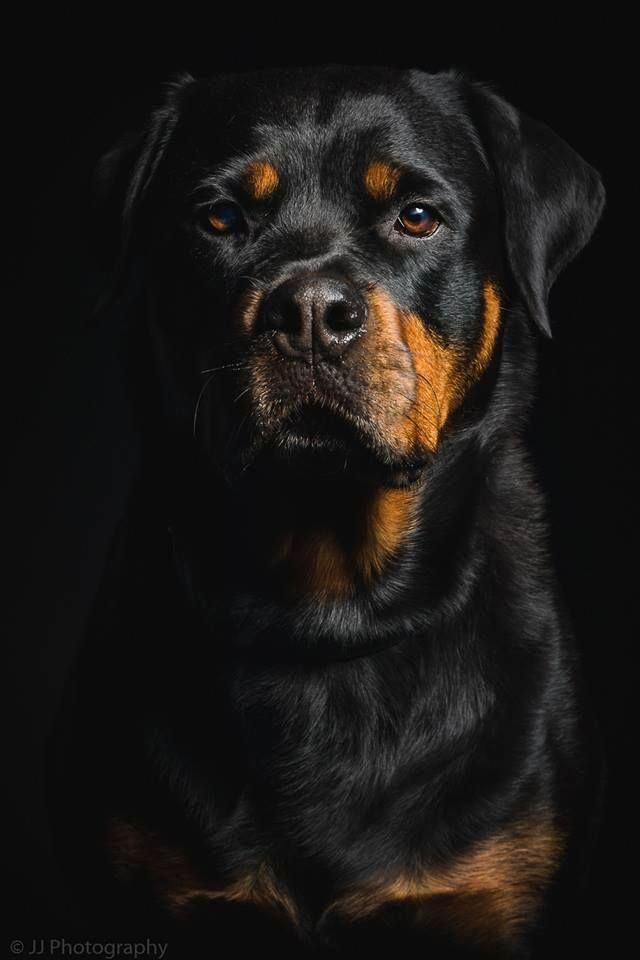The Traits We Admire About The Playful Rottweiler Pups
