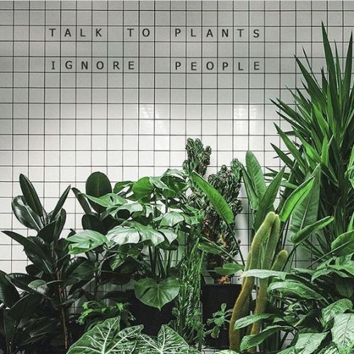 plants of tumblr summer mood board pinterest plants and trust