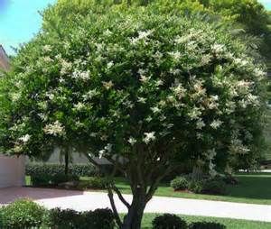 tree form ligustrum mopper residence pinterest gardens ligustrum tree form