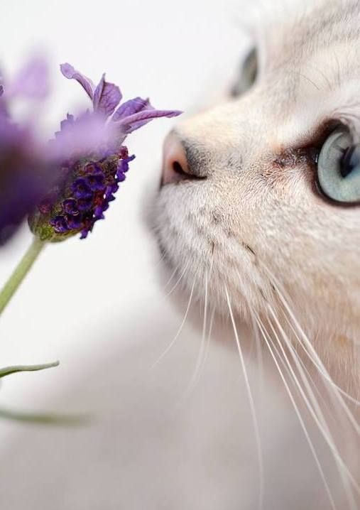 Katze und Lavendel Katzen, Hübsche katzen und Bezaubernde kätzchen