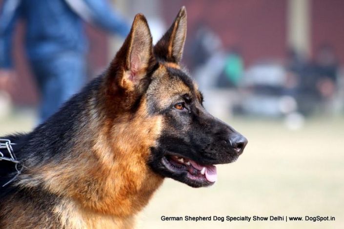 Http Www Dogspot In Photos German Shepherd Dog Specialty Show