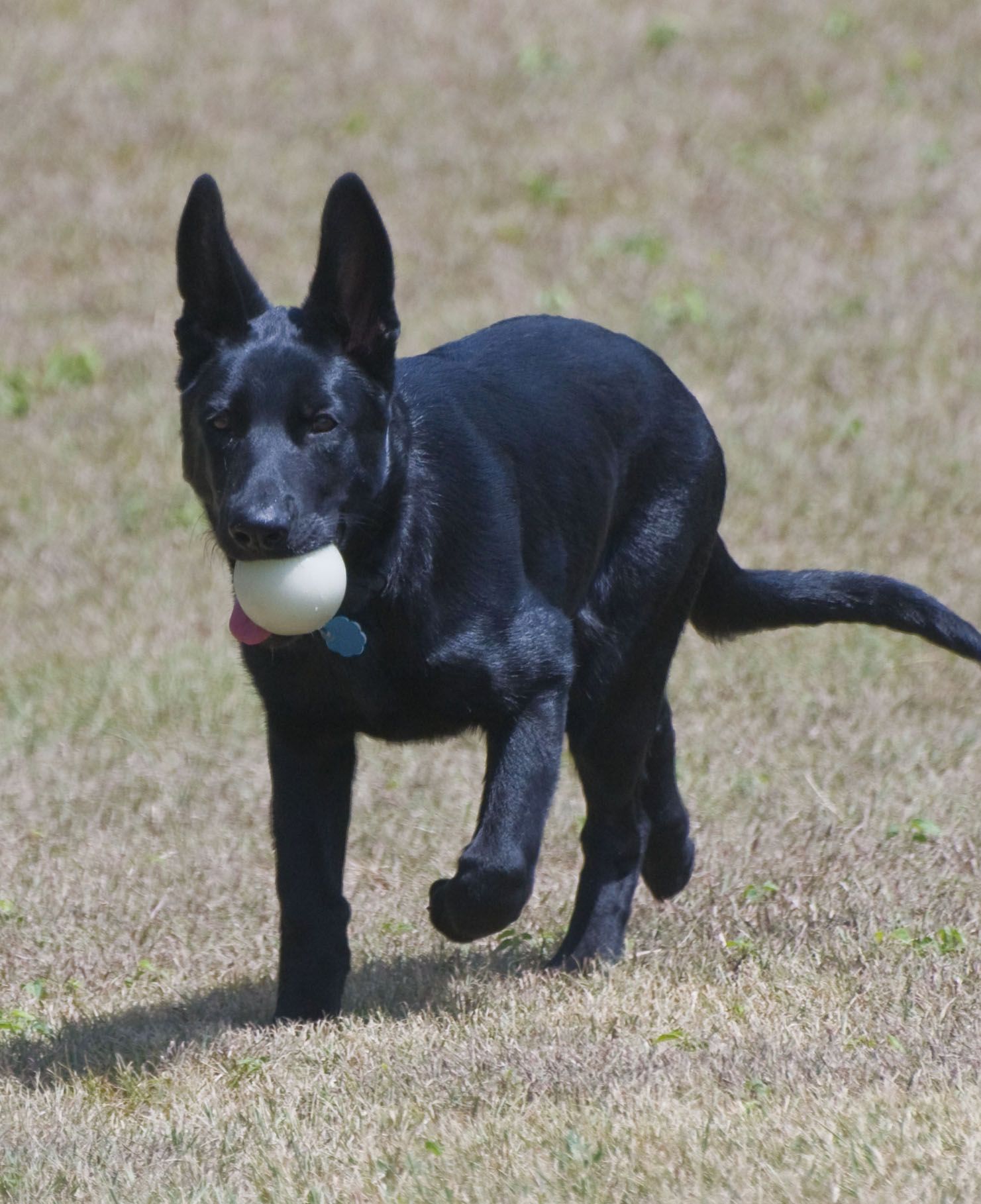 Gsd Puppy Timber 5 Months Old German Shepherd Puppies Gsd