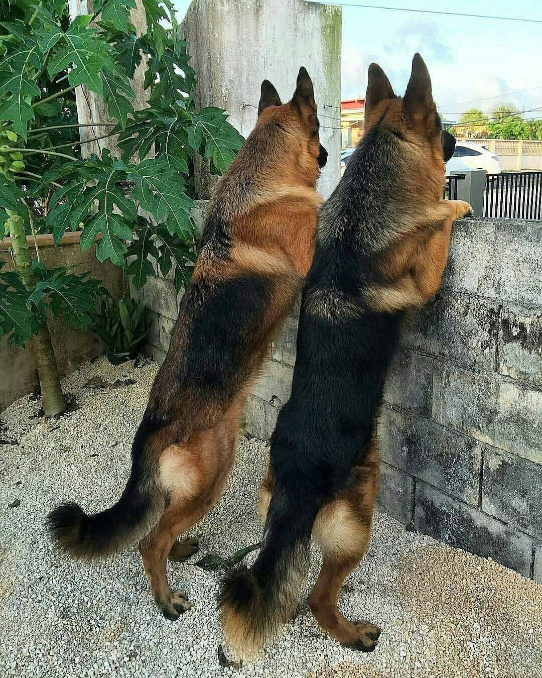 13 5 K Mentions J Aime 39 Commentaires German Shepherd Gsd
