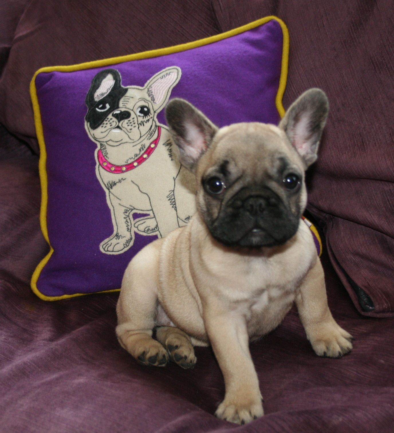 Bobiso Dogue De Bordeaux Bulldogs Greta French Bulldog