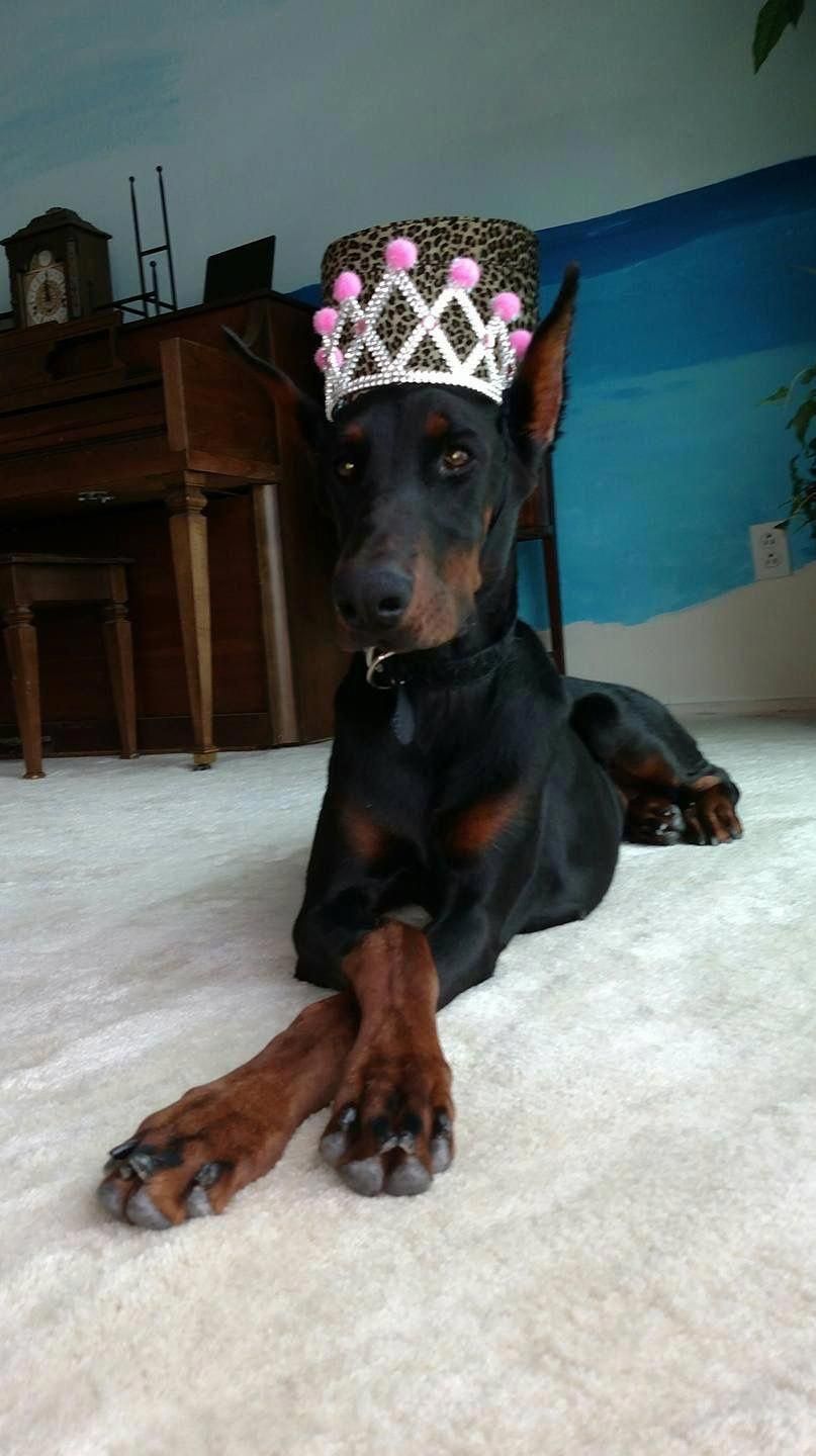 Doberman Pinscher Doberman Pinscher Dog Doberman Doberman