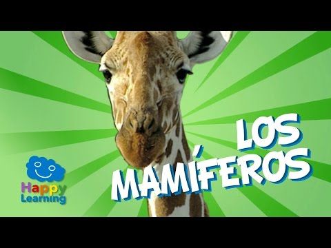 Seres Vivos Las Funciones Vitales Videos Educativos Niños De Primaria Youtube Videos Educativos Mamíferos Clasificación De Animales