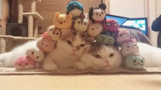 ツムツムされている猫が可愛すぎるwwwwww 猫 ツムツム ねこ ツムツムされている猫が可愛すぎるwwwwww 猫 ツムツム ねこ
