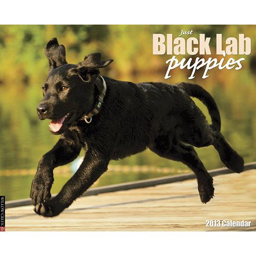 7 Simple Steps For Crate Training A Puppy The First Night Patchpuppy Com Crying Puppy At Night Puppy Training Schedule Puppy Training Classes