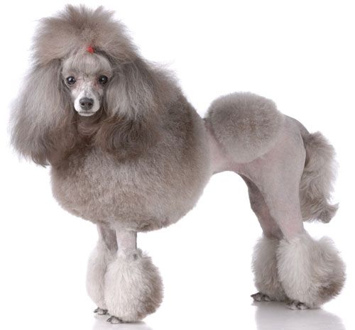 Top 50 Most Popular Dog Breeds In The United States