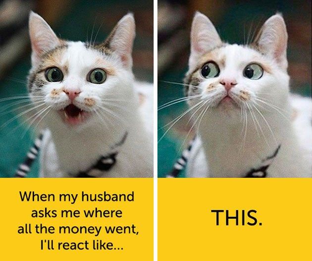 Pin On Animal Facial Expressions