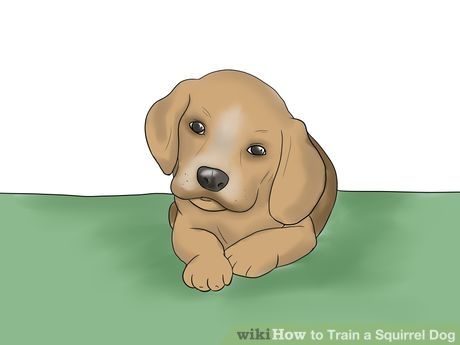 Train A Squirrel Dog Dog Training Squirrel Hunting Mountain