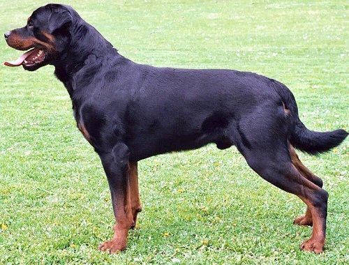 Difference Between German And American Rottweilers Dog Breeds