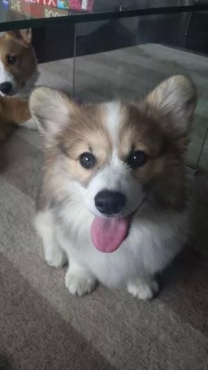 Baby Corgi By Shoespie Reviews Cute Animals Corgi Corgi Dog