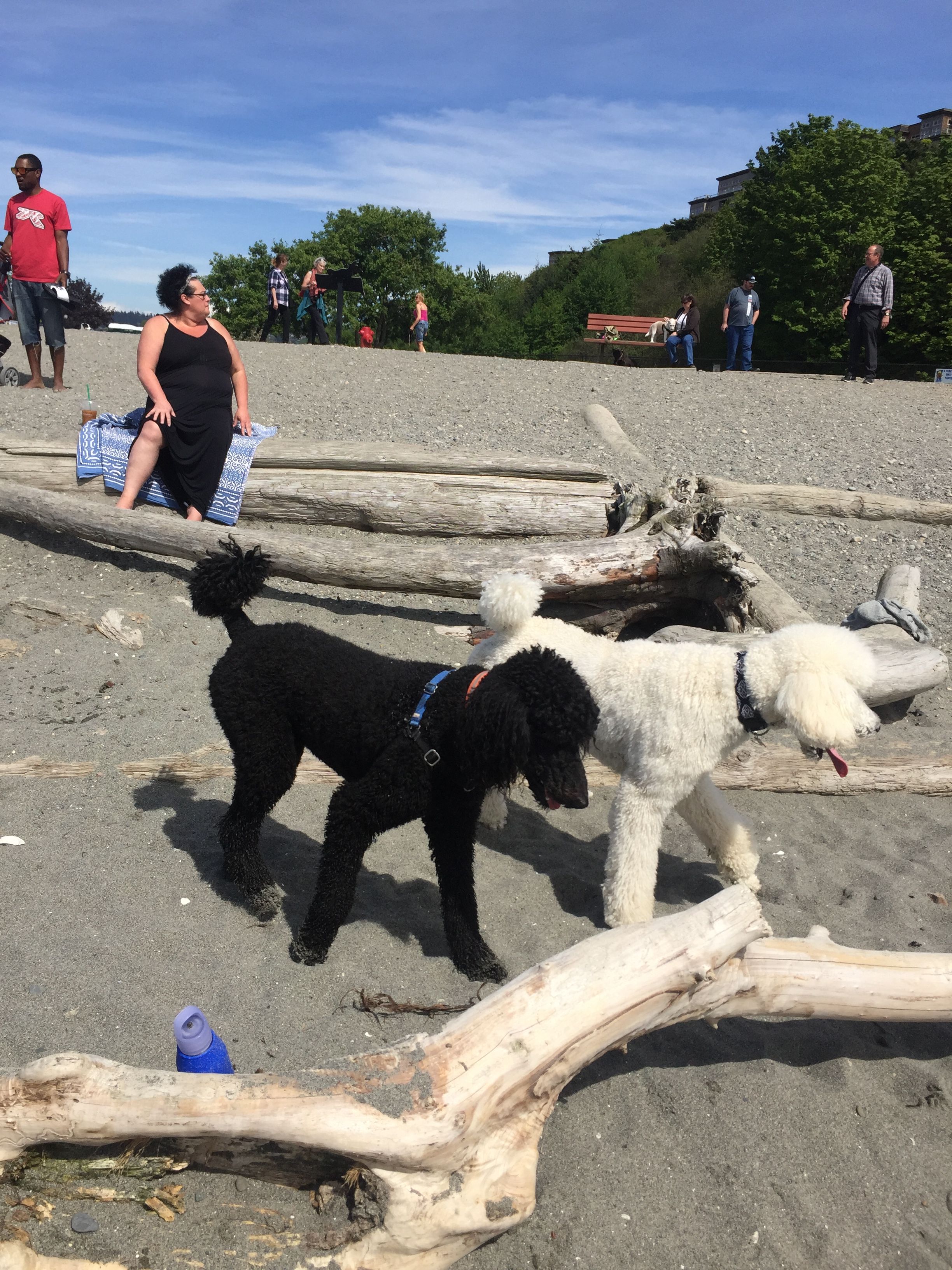 Play Date With Leonard And His Many Girlfriends At Edmonds Beach