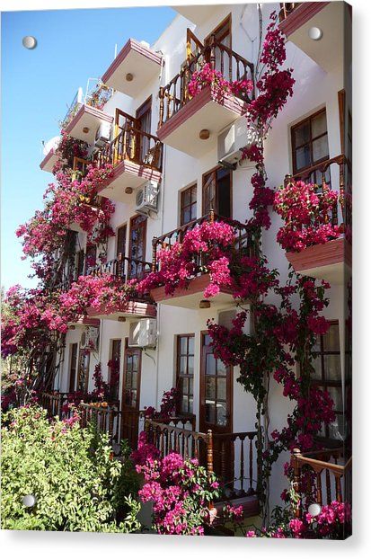 Rosa Bougainvillea-Balkonblumen durch Richard Griffin