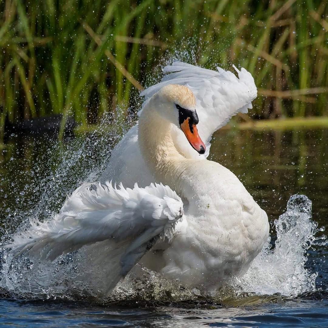 What animal is the most graceful Grace and plasticity in the animal world 96 What animal is the most graceful Grace and plasticity in the animal world 43