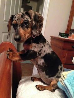 Pin By La Verne G Carabajal On Animals In 2020 Dapple Dachshund