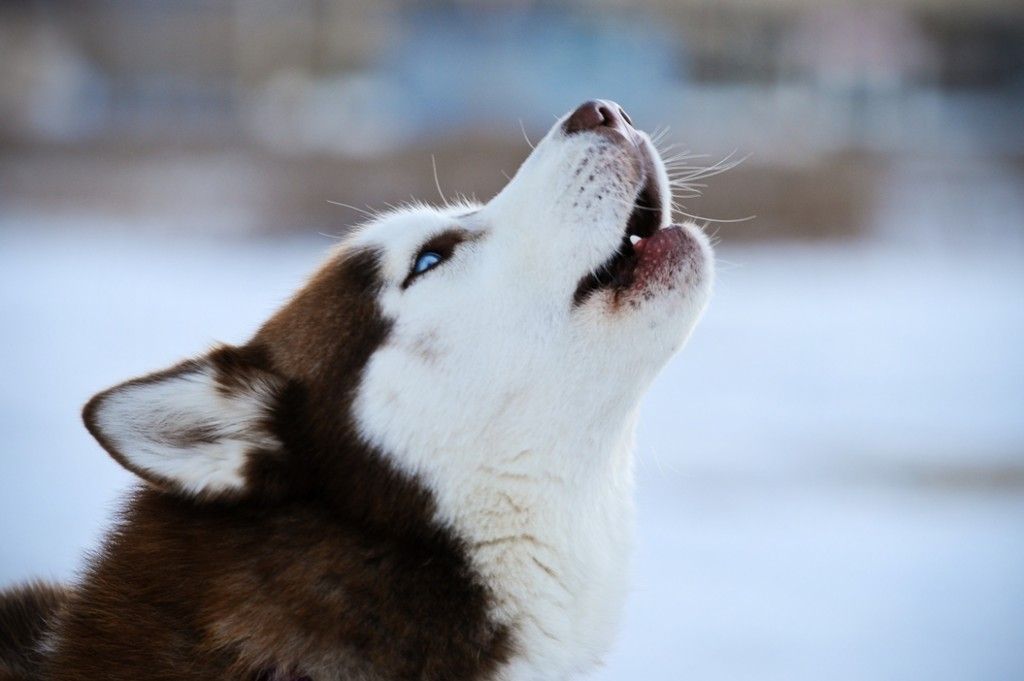 Siberian Husky Howl Perro Husky Siberiano Perros De Nieve Y