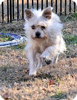 Pure Bred Cairn Terrier Up For Adoption In Nc Kitten Adoption