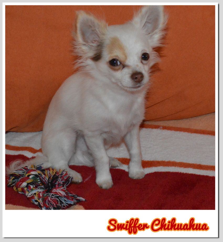 Www Facebook Com Swifferchihuahua Chihuahua Dogs Chihuahua Dogs
