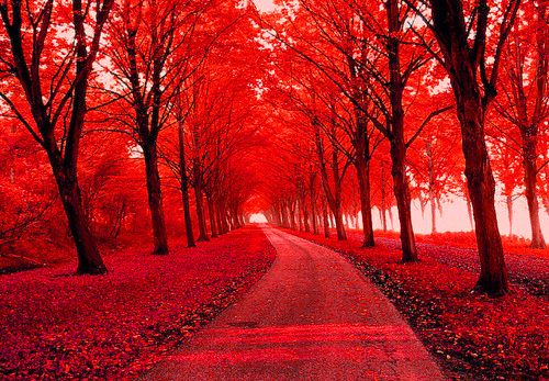 Seeing Red Mad About I Pinterest Tree And Blue Seeing Red