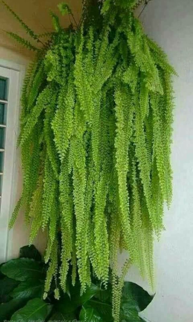 垂れ下がる多肉 Succulent Hanging House Plant のアイデア 130 件 21 多肉植物 観葉植物 植物 垂れ下がる多肉 Succulent Hanging House Plant のアイデア 130 件 21 多肉植物 観葉植物 植物
