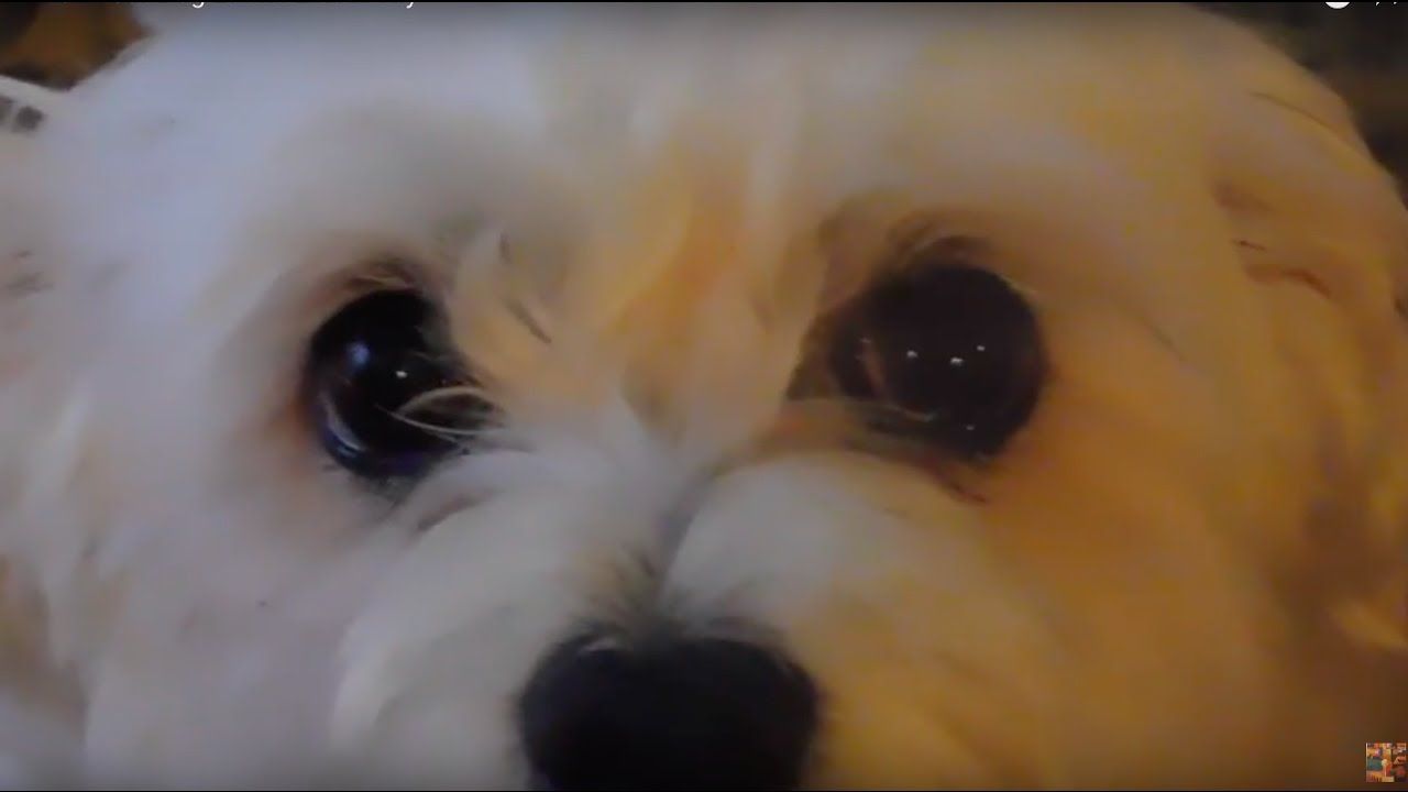 Crazy Growling Maltese Dog Fur Baby Loves To Play Rough With Dad