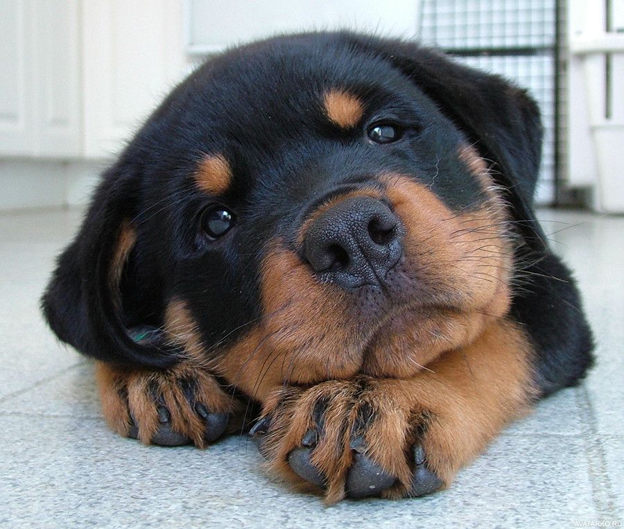 ROTTWEILER PUPPY GLOSSY POSTER PICTURE PHOTO dog puppies cute baby funny 1719