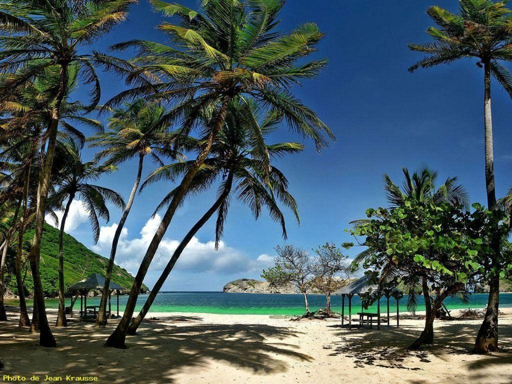 Isle Des Saintes Coconut Grove Beach Guadeloupe Photos Isle Des Saintes Coconut Grove Beach