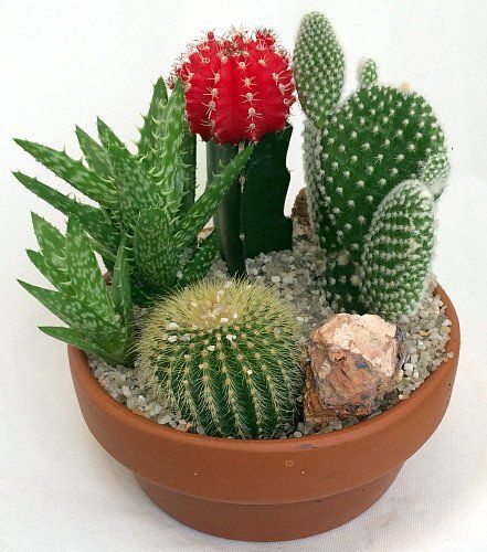 Corrientes /"cactus/",