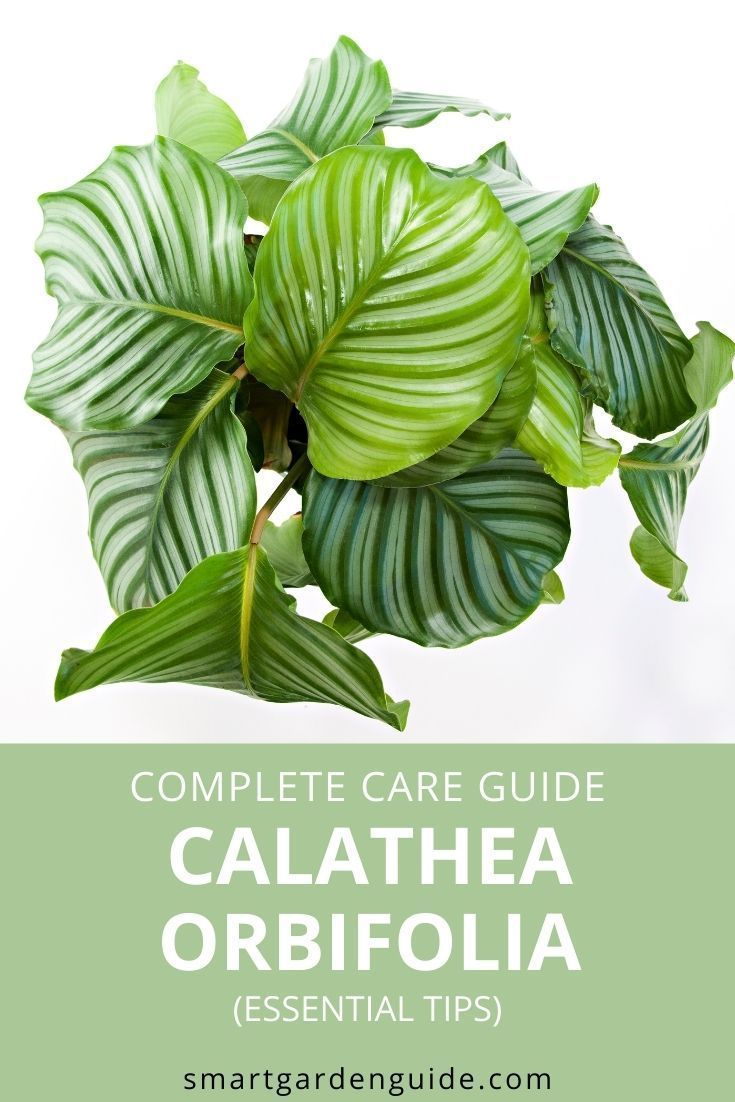 Calathea orbifolia is one of those plants that triggers a must-have purchase – but Calathea orbifolia care can be a challenge if you want to keep your plant looking radiant. This article will explain what needs to be done to care for Calathea orbifolia and keep it looking like the tropical beauty it is. House Plant Care, House Plants, Houseplants Decor, Calathea Orbifolia, Bushes And Shrubs, Florida Plants, Prayer Plant, Smart Garden, Powdery Mildew
