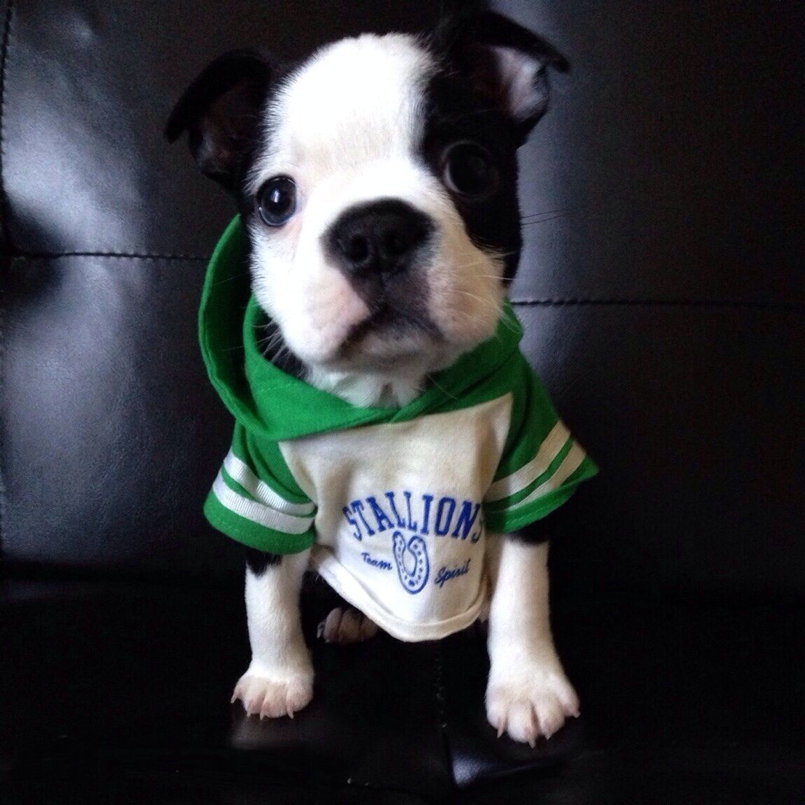 Little Frank Boston Terrier Love Baby Boston Terriers Boston