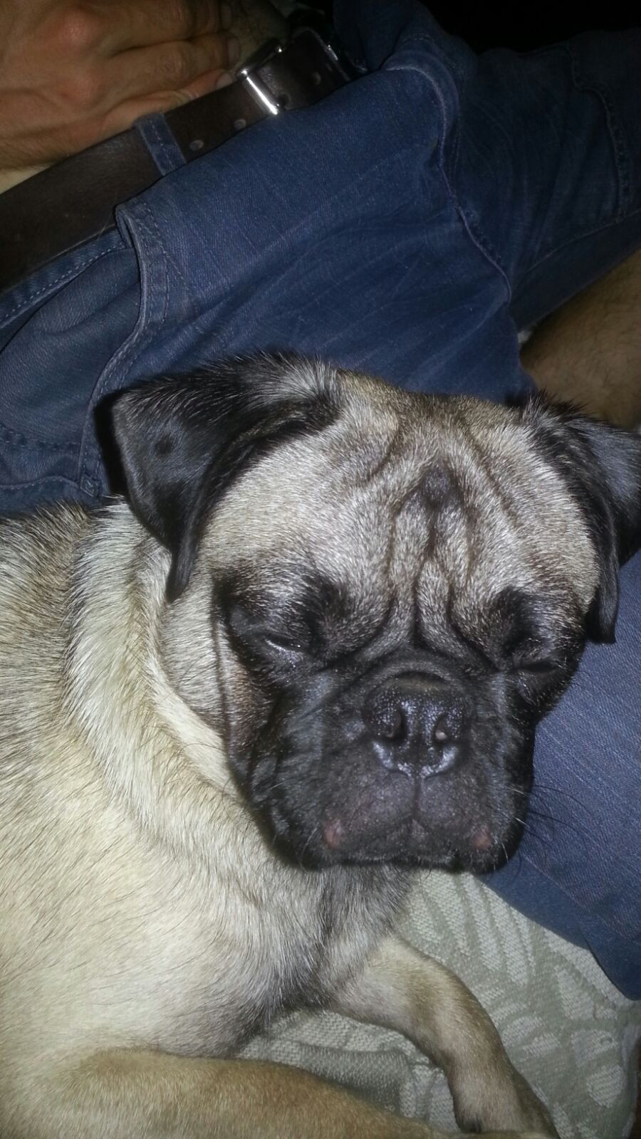 If You Move You Die Grumpy Cat Dogs Grumpy