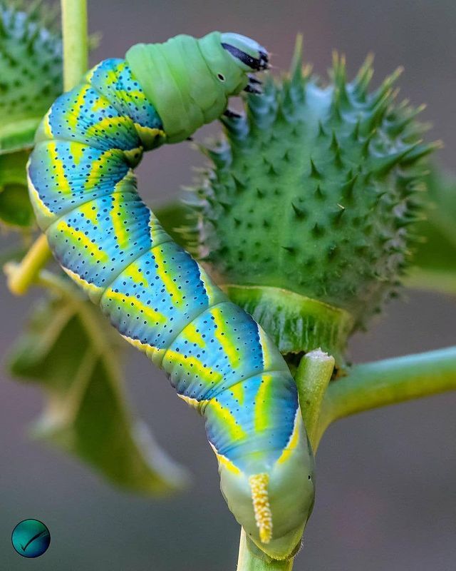 arthropod_perfection on Instagram: “👏 Congratulations... 🐝okosjohf peala...