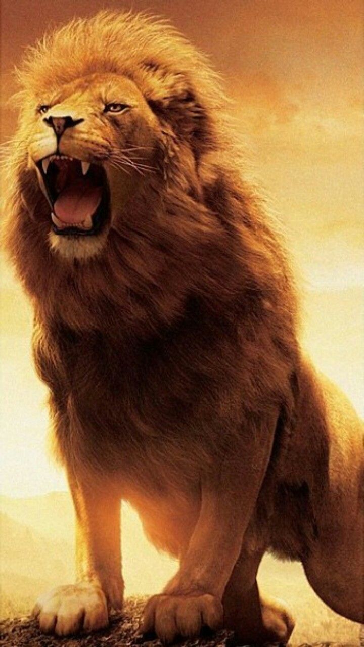 roaring lion wallpaper hd 1080p iphone