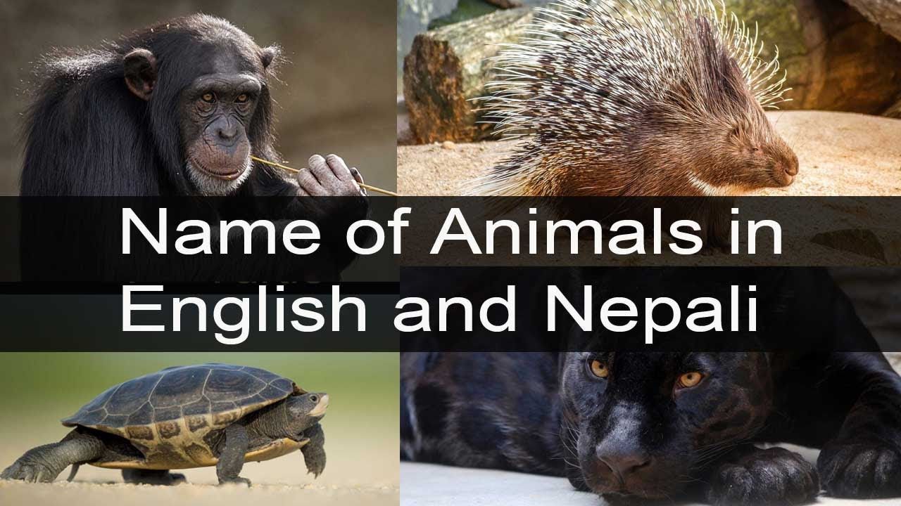 Water Animals Name In Nepali