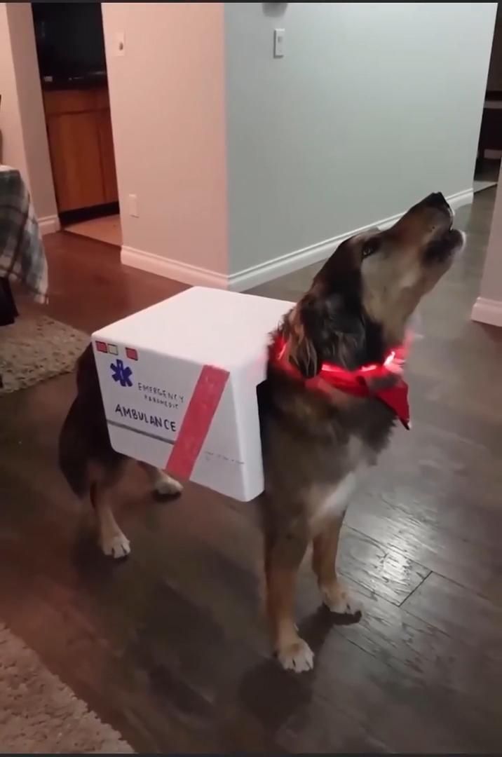 Dog ambulance! Dog ambulance!
