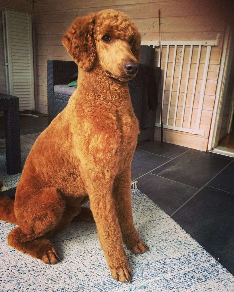 Sooo Handsome Newly Trimmed And Super Fluffy Soft Redpoodle Storpudel Standardpoodle Standardpo In 2020 Poodle Haircut Standard Poodle Haircuts Poodle Puppy Sooo Handsome Newly Trimmed And Super Fluffy Soft Redpoodle Storpudel Standardpoodle Standardpo In 2020 Poodle Haircut Standard Poodle Haircuts Poodle Puppy