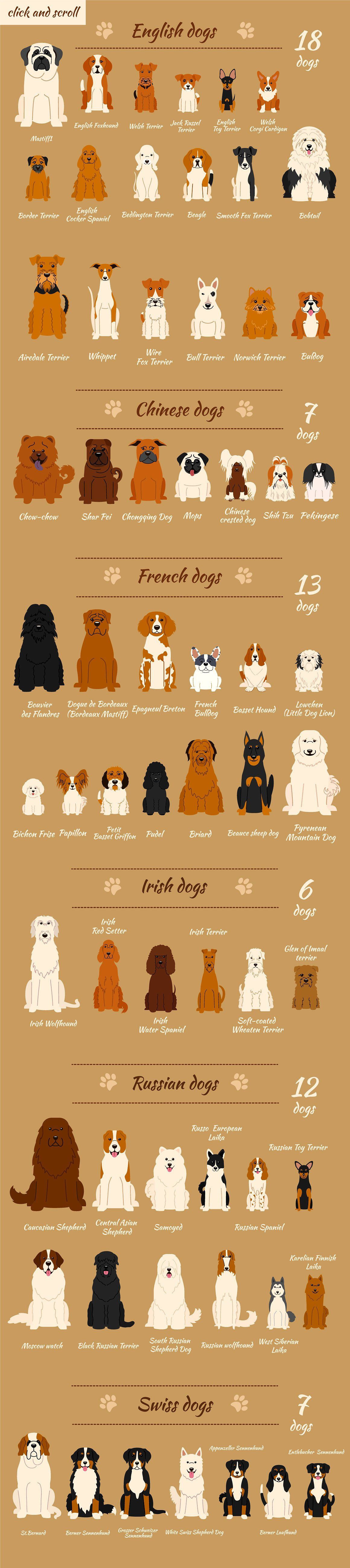 Collection of different dogs - Illustrations - 2 Baby Dogs, Pet Dogs, Pets, Small Breed Dogs, Small Dogs, Cute Puppies, Dogs And Puppies, Boxer Puppies, Toy Puppies