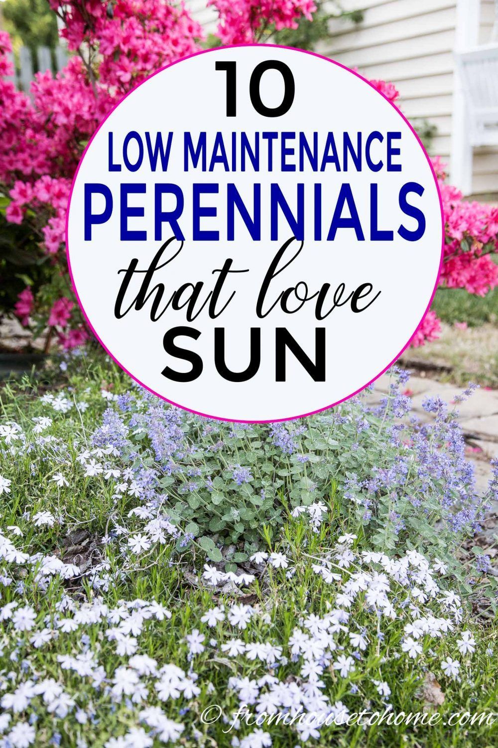 Full Sun Perennials 15 Beautiful Low Maintenance Plants That Thrive In The Sun Gardening From House To Home Full Sun Perennials Full Sun Garden Sun Perennials
