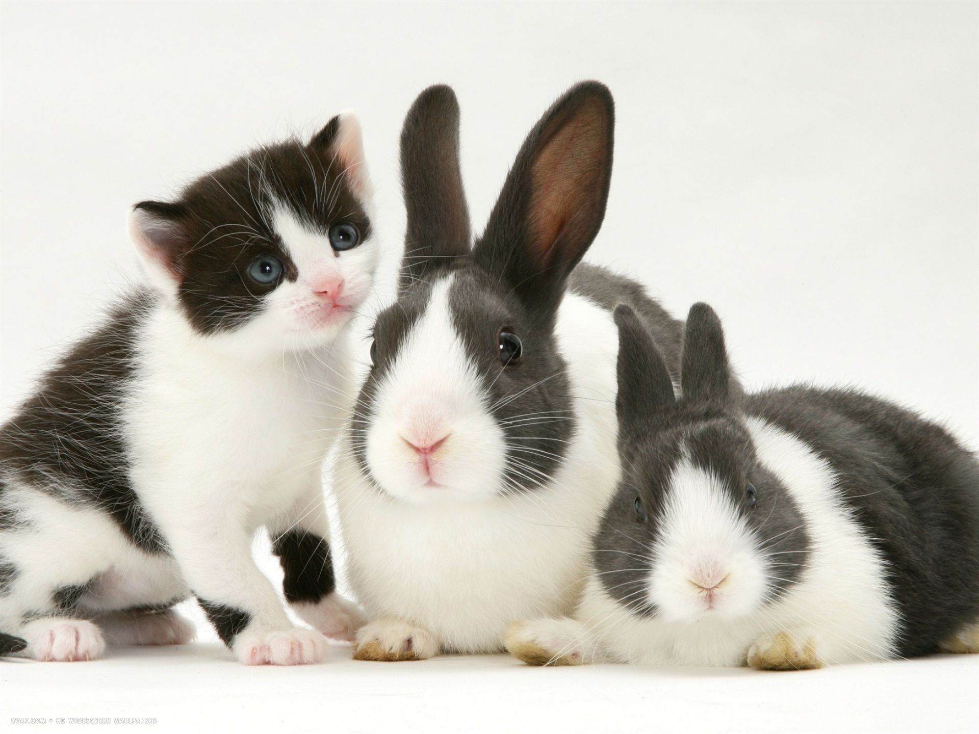 The Cuddly Fluffy Surreal World Of Angora Show Bunnies Angora Rabbit Show Rabbits English Angora Rabbit