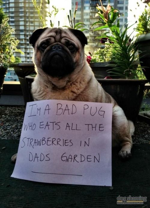 15 Incidents That Prove Dogs Are The Worst Gardeners In The