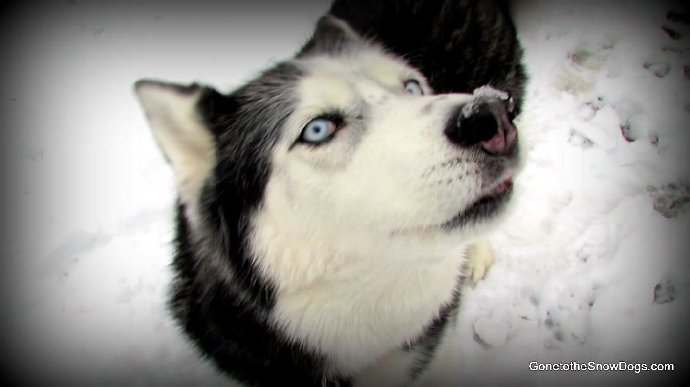 Talking Dog Oakley I Love You And More Talking Siberian Husky