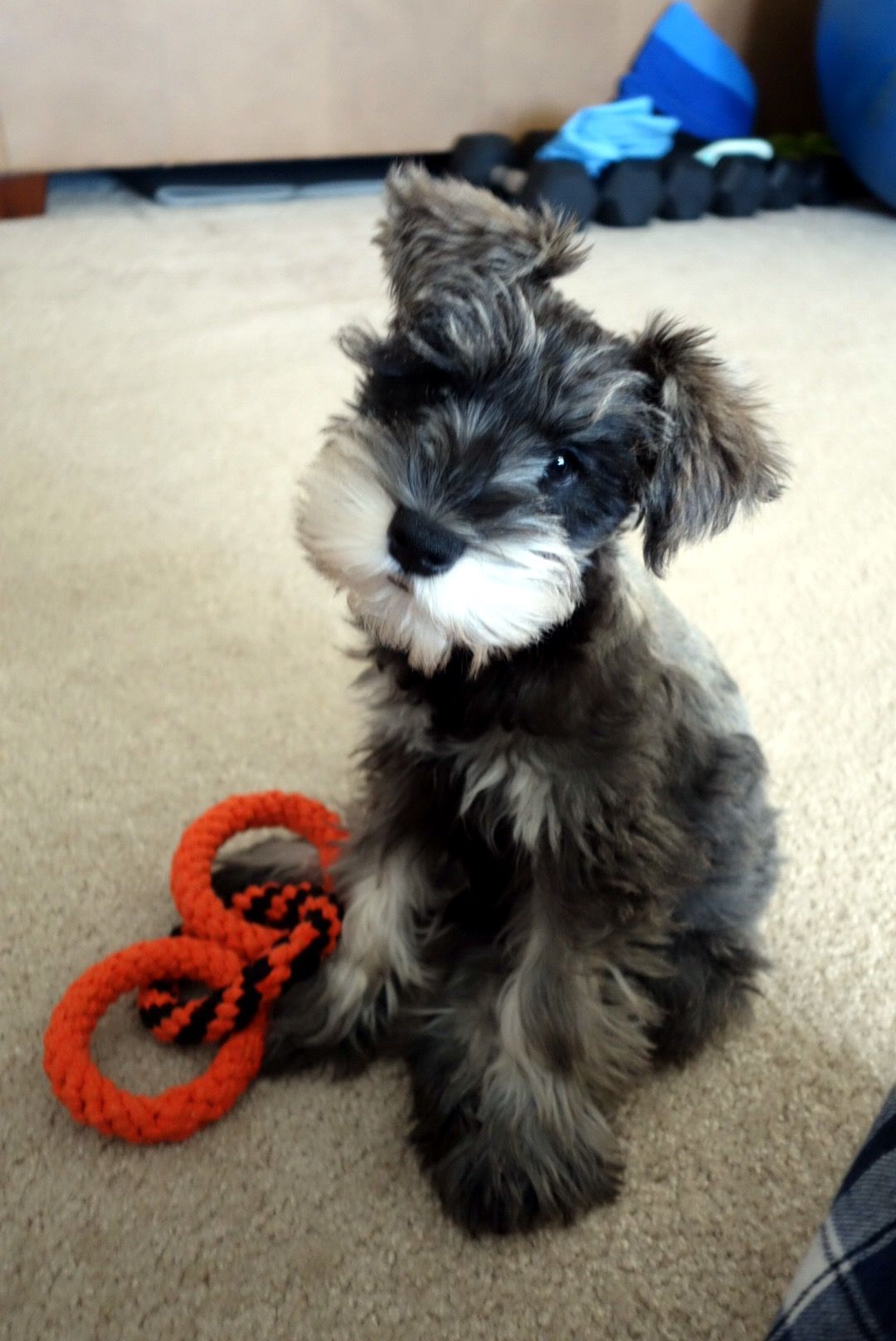 Pin De Camiaylen En Schnauzer Perros Schnauzer Perros Bonitos Y