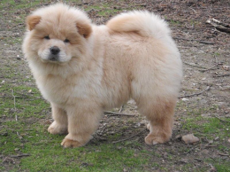 Saw A Chow Chow In Canonbury Earlier I Don T Know If It S