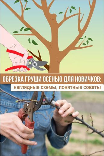 Обрезка груши осенью для новичков: наглядные схемы, понятные советы